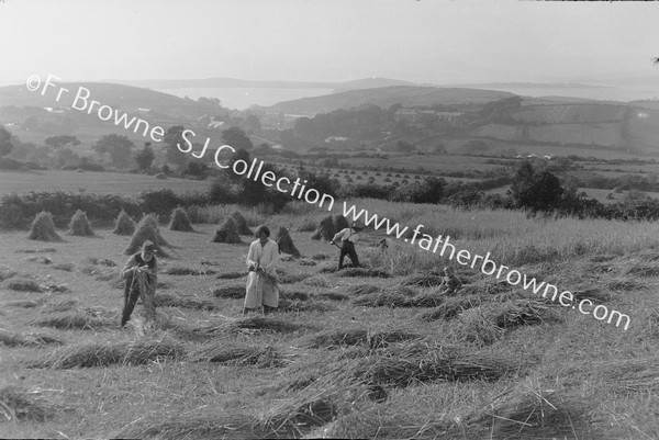 WITH THE BRENNANS OF SESKIN : EVENING SHADOW ON THE GLEANERS